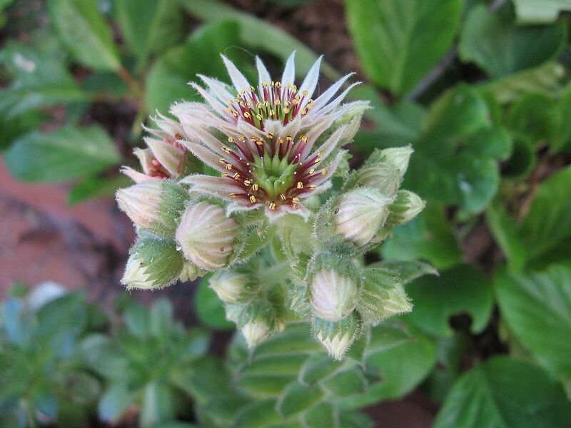 File:1280px-Sempervivum tectorum abl1.JPG