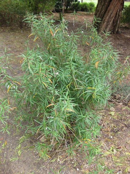 File:576px-IMG 4996 hunt0904.jpg