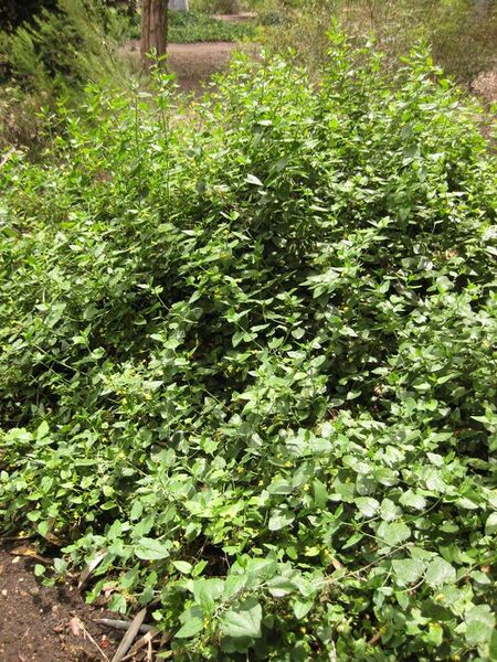 File:576px-IMG 7274 hunt09jun.jpg