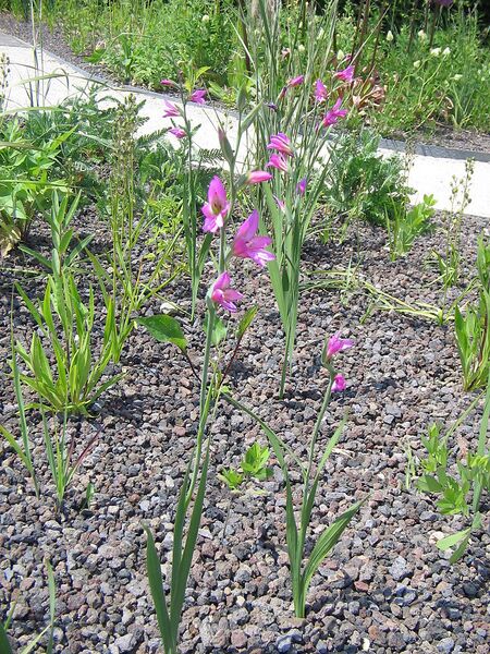 File:768px-Gladiolus communis002.jpg
