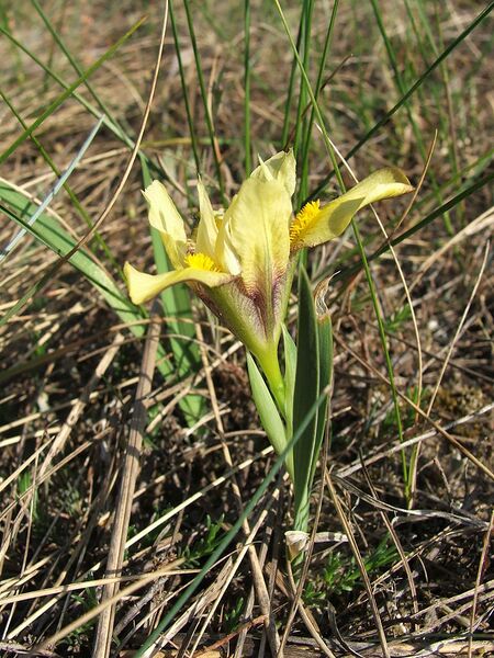 File:768px-Iris humilis subsp arenaria.jpg