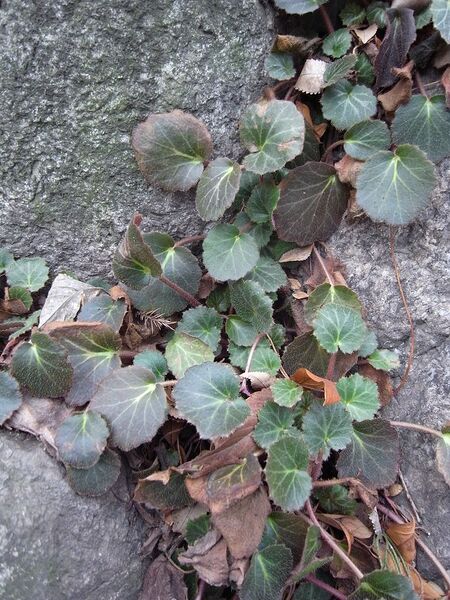 File:768px-Saxifraga stolonifera1.JPG