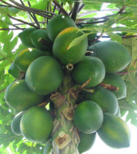 Carica papaya