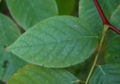 Top side of a leaflet