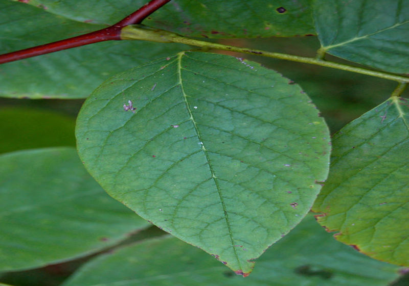 File:Cladrastis kentukea Yellowwood Top Leaf 2850px.jpg