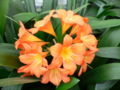 Clivia miniata Kaffir lily