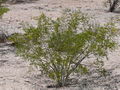 Thumbnail for version as of 05:33, 24 January 2008