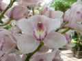 Thumbnail for version as of 09:44, 4 July 2007