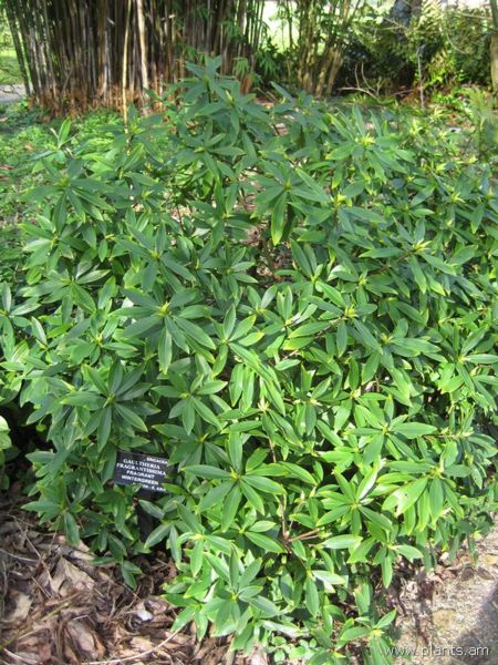 File:Gaultheria fragrantissima-fragrant wintergreen-IMG 7431 sfbg0308.jpg