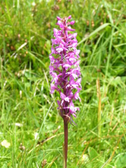 Fragrant orchid (Gymnadenia conopsea)