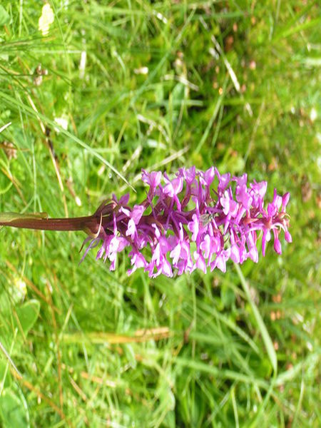 File:Gymnadenia conopsea1.jpg