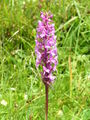 Thumbnail for version as of 09:45, 9 July 2007