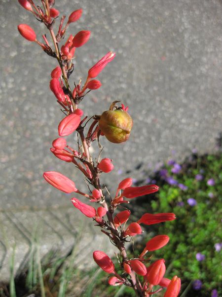 File:IMG 0281 nybg09.jpg