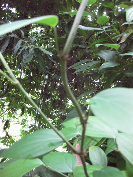 File:IMG 1145 bbg09.jpg