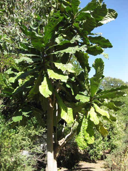 File:IMG 1927 hunt09oct.jpg