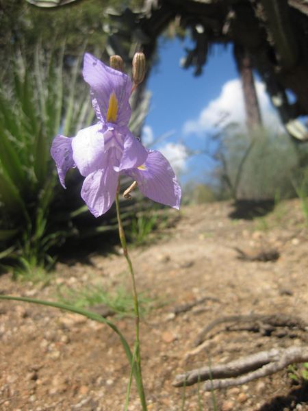 File:IMG 2302 hunt0903.jpg