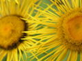 Inula helenium
