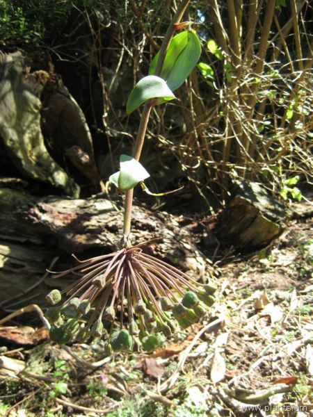 File:Oreopanax capitatus-IMG 7766 sfbg0308.jpg