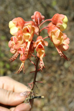 Senna sp. inflorescence in Costa Rica