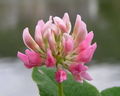 Trifolium hybridum