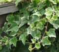 Variegated Ivy