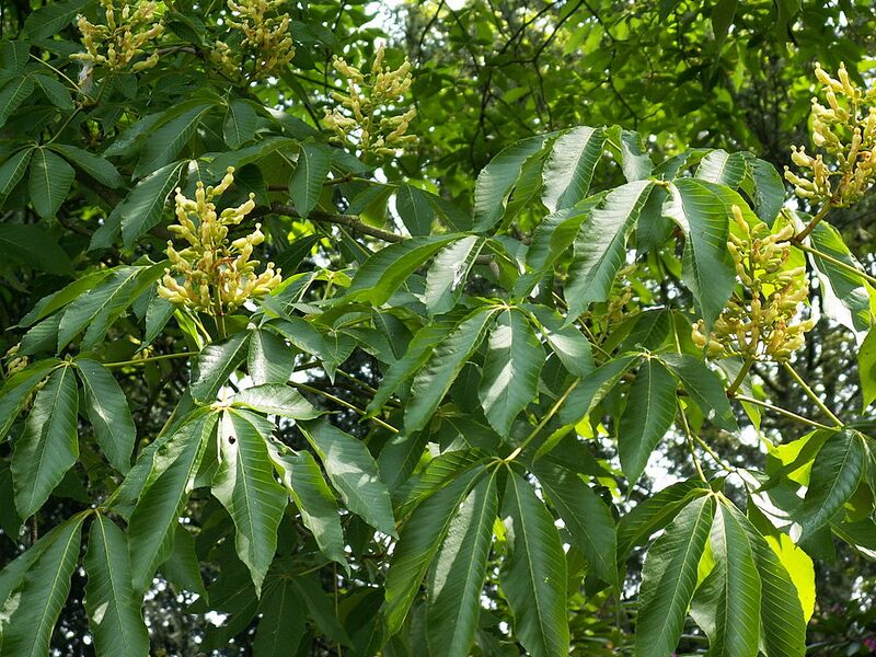 File:1024px-Aesculus pavia var. flavescens PICT0312.JPG