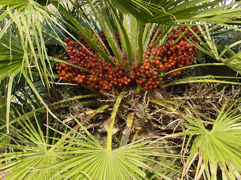 File:1024px-Chamaerops humilis (Zingaro)034.jpg