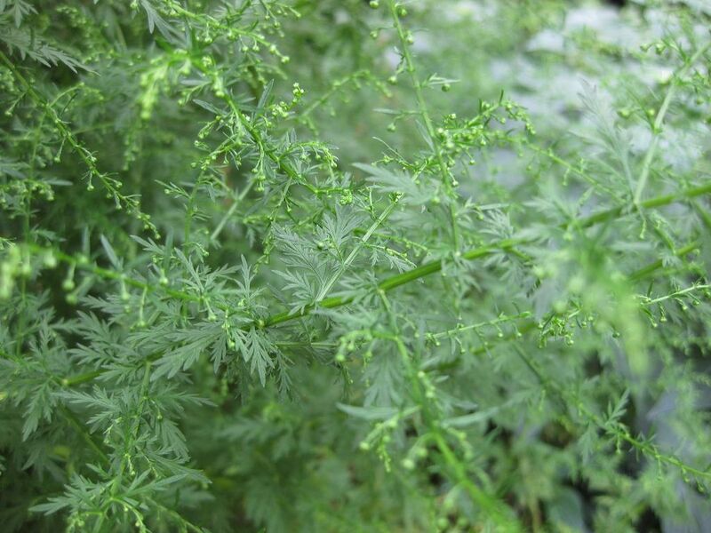File:1024px-IMG 0728 bbg09.jpg