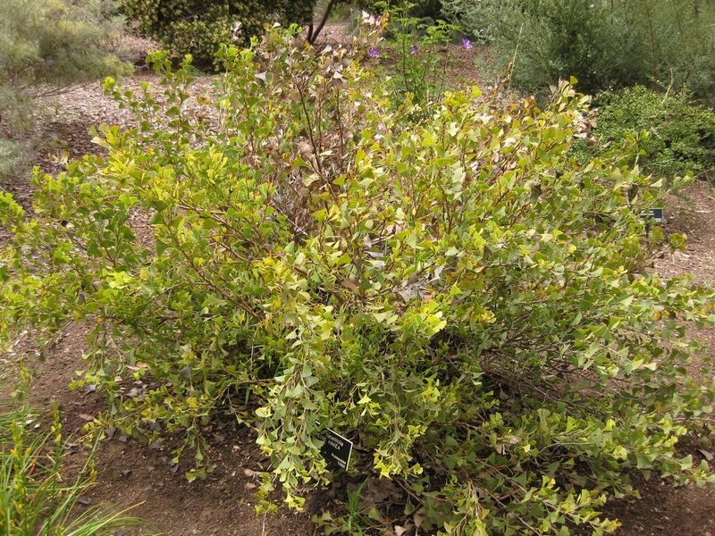 File:1280px-IMG 7193 hunt09jun.jpg