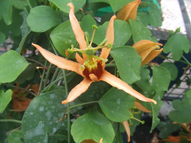 File:1280px-Passiflora aurantia3.jpg
