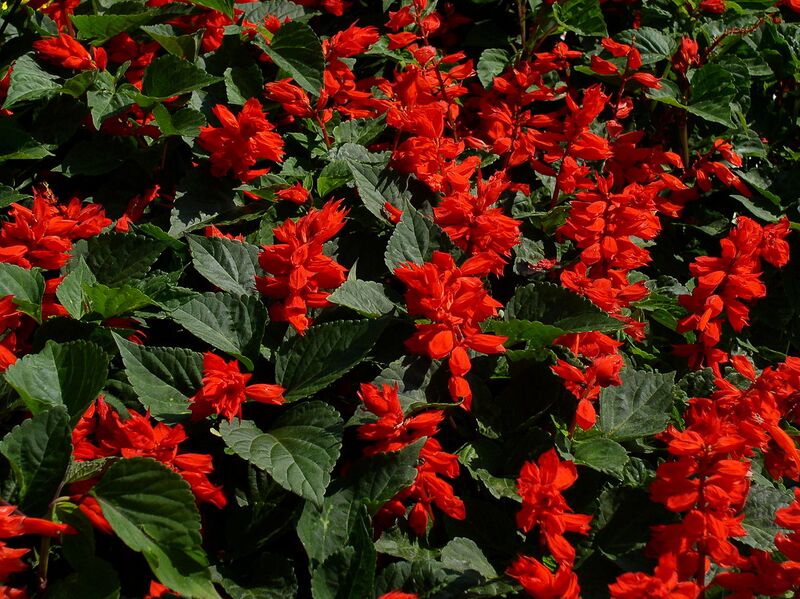 File:1280px-Salvia splendens1.jpg