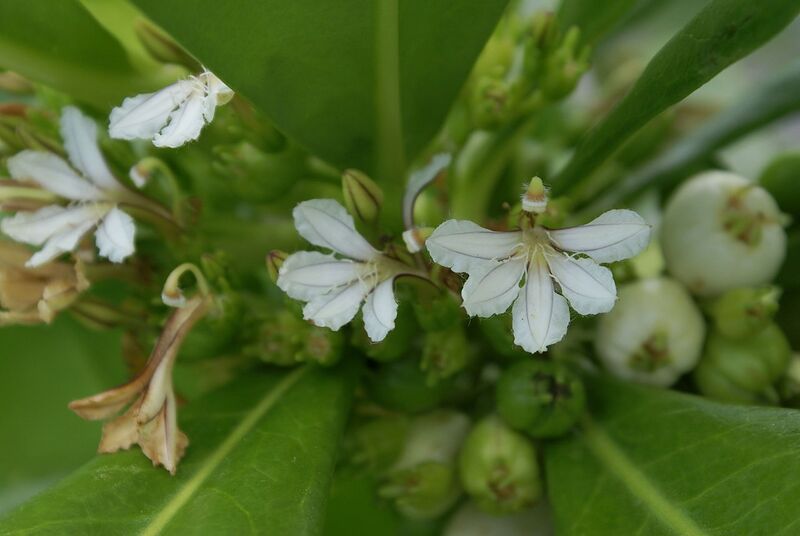 File:1280px-Scaevola taccada flowers.JPG