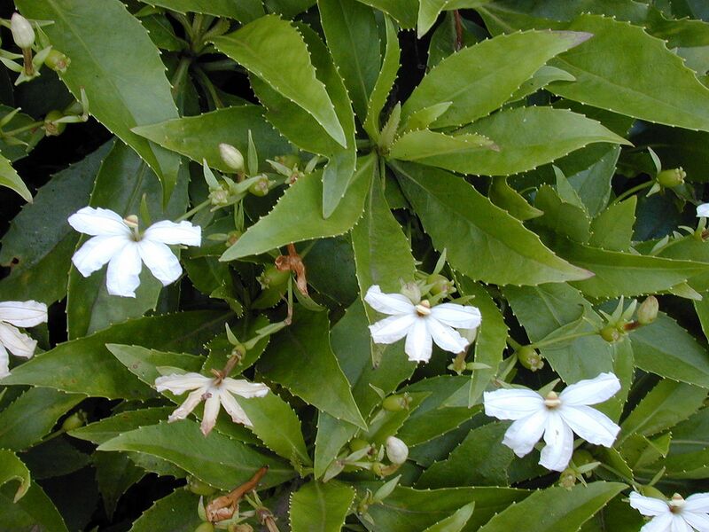 File:1280px-Starr 020925-0070 Scaevola chamissoniana.jpg