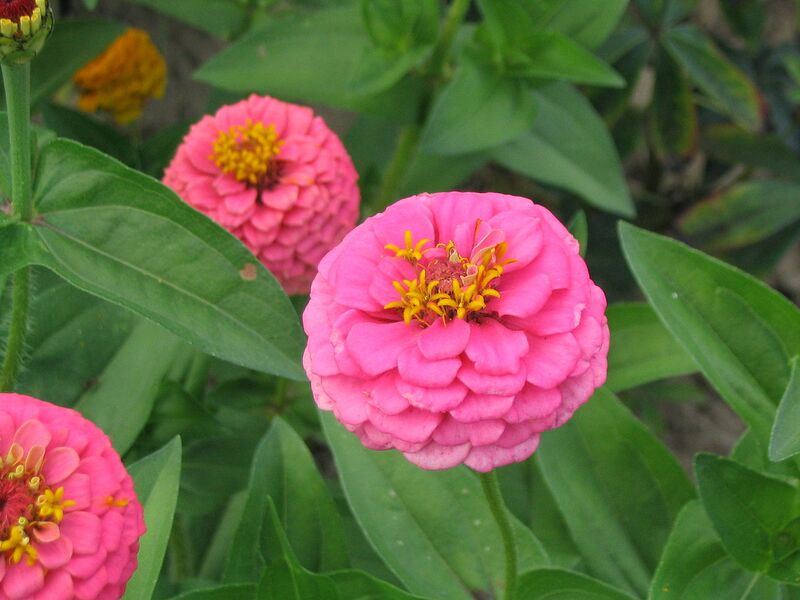 File:1280px-Zinnia elegans 01.jpg