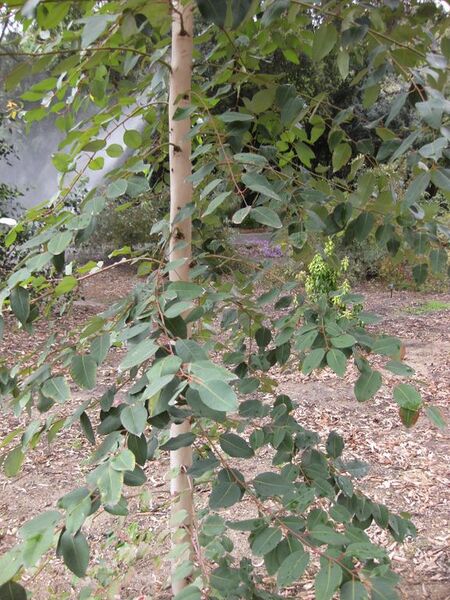 File:576px-IMG 4671 hunt0904.jpg