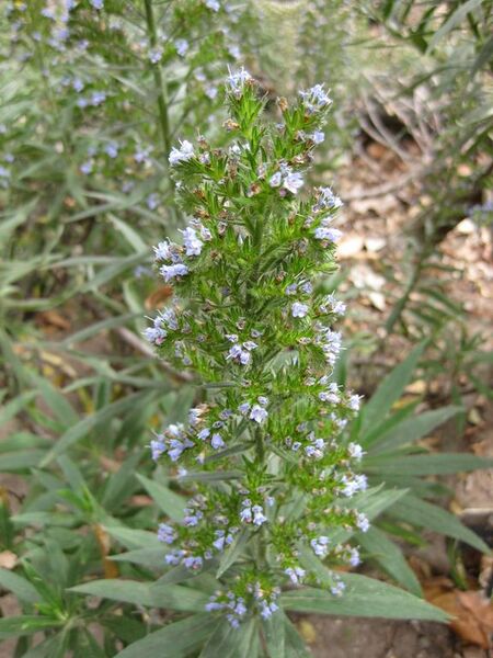 File:576px-IMG 4973 hunt0904.jpg