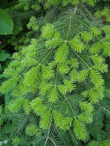 File:580px-Abies veitchii.JPG