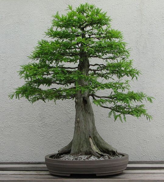 File:691px-Bald Cypress, 1987-2007.jpg