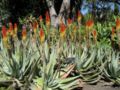 Aloe petricola