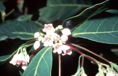 Apocynum cannabinum in flower