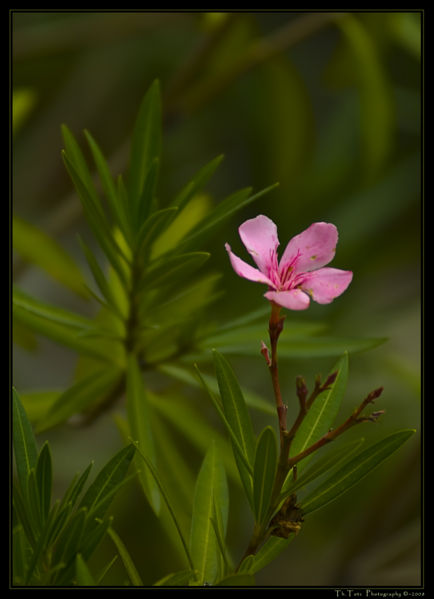File:Blüte - blossom-5927.jpg