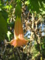 Brugmansia vulcanicola