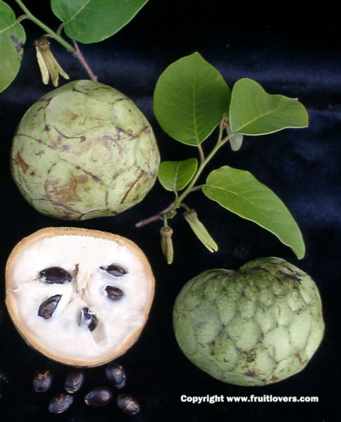 File:Cherimoya-fruitlovers.jpg