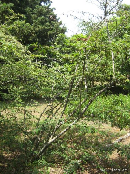 File:Cotoneaster frigida-aldhamensis-IMG 3000 lokrun.jpg