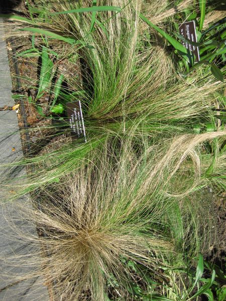 File:IMG 0081 nybg09.jpg