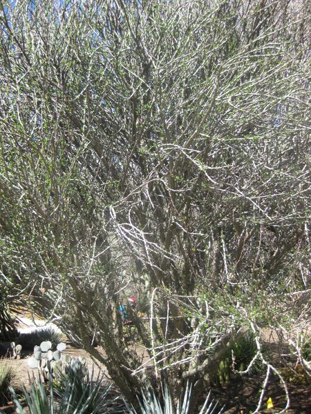 File:IMG 2245 hunt0903.jpg