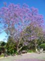 jacarandas