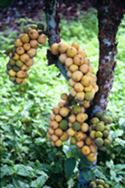 File:Langsat-fruitlovers.jpg