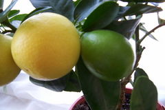 A Eustis Limequat