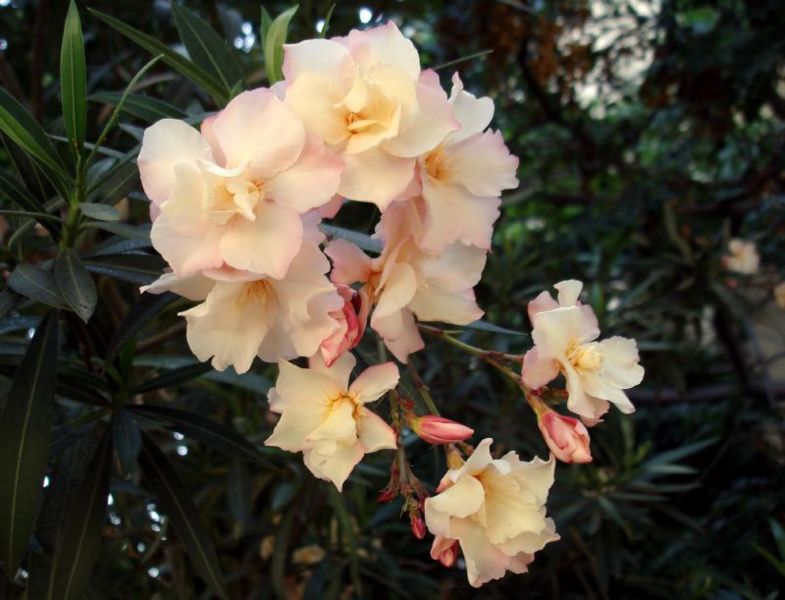 File:Oleander-8234.jpg